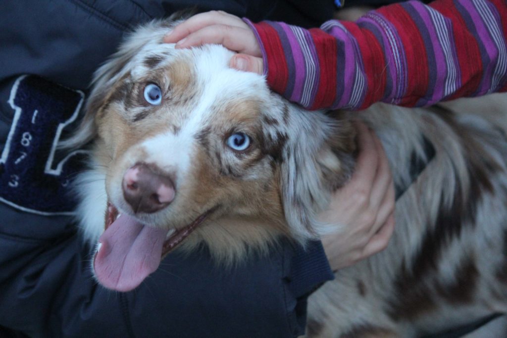 Chien de couleur rouge merle, une main d'enfant est posée sur la tête une seconde sur son cou, le chien est de race berger américain miniature